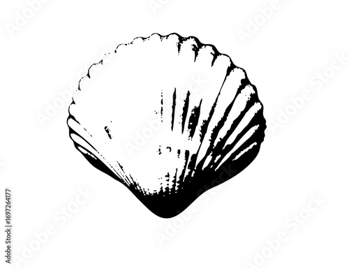 Vector Detailed of a scallop with radiating ridges.