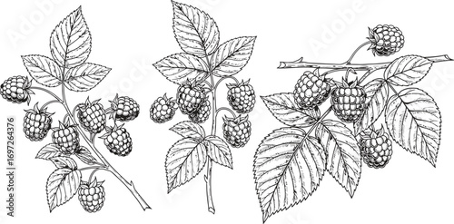 Delicate line drawing of ripe raspberries growing on branches with leaves
