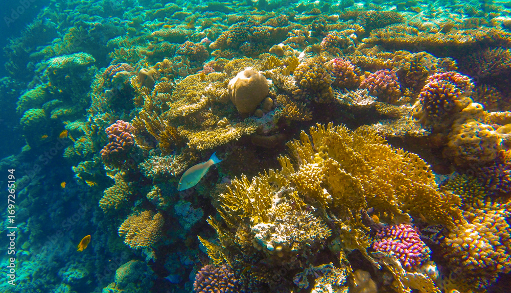 Obraz premium coral reef and fish in red sea egypt sharm el sheikh for background