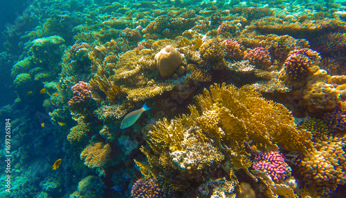 Bild auf Leinwand coral reef and fish in red sea egypt sharm el sheikh for background
