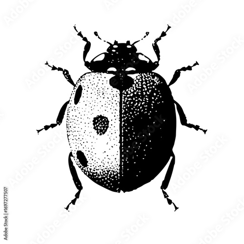 Vector Split Ladybug with Detailed Texture