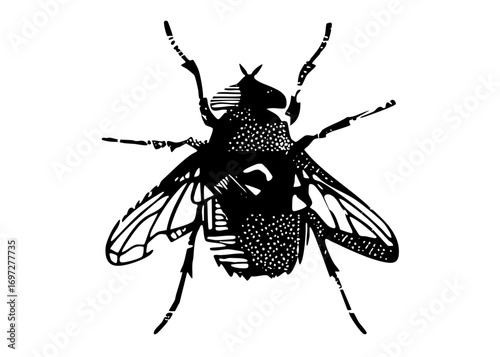 Vector Detailed black and white of an insect with patterned wings.
