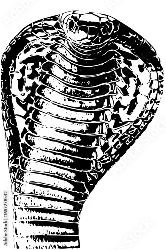 Vector Detailed cobra displays coiled posture and textured scales.
