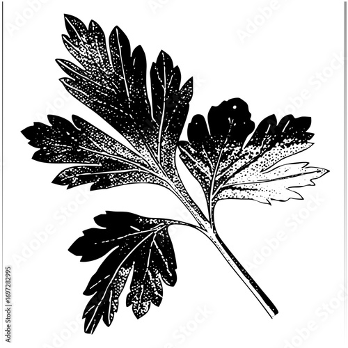 Vector Detailed of a parsley sprig with textured leaves.