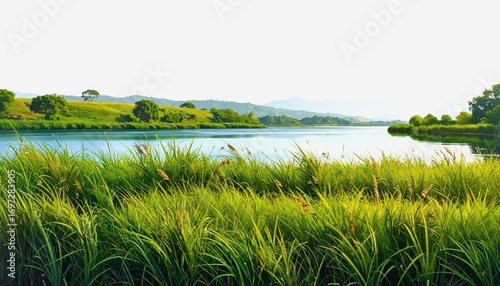 Serene lake surrounded by tall grasses with soft reflections and copy space for creative text or design elements