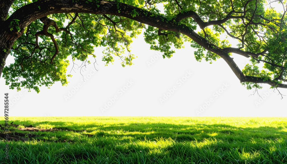 Fototapeta premium Tree standing tall in a sunlit field with wide open space for copy text and a natural background setting