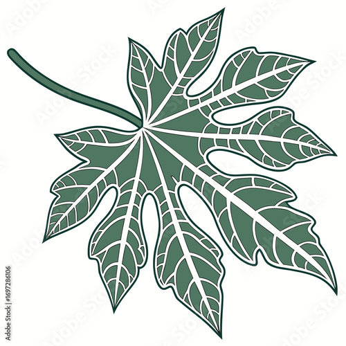 Geometric Leaf Skeleton with Veins