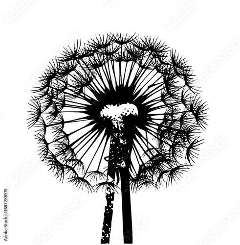 Vector Detailed dandelion seed head in black and white.