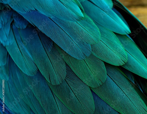 Close-up of vibrant teal and green parrot feathers