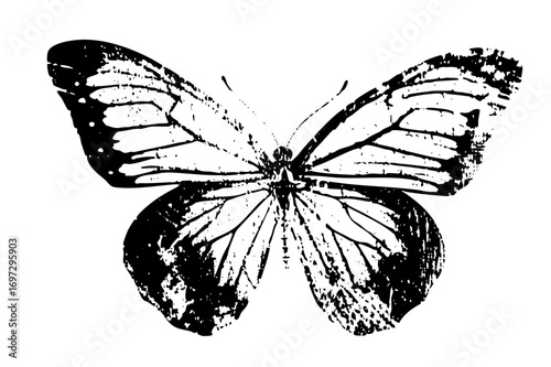 Vector Detailed black and white butterfly with textured wings.