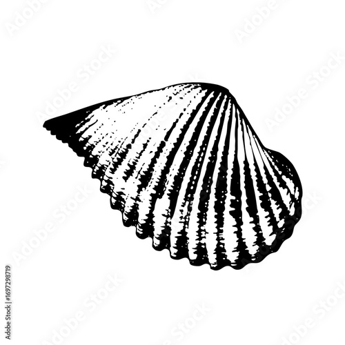 Vector Detailed of a scallop with radiating ridges.