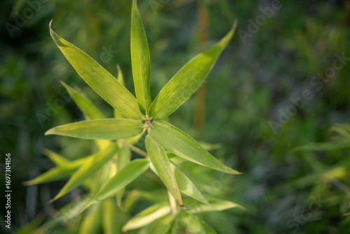 Close-up of Bamboo Leaves: The Natural Beauty of Greenery in Nature