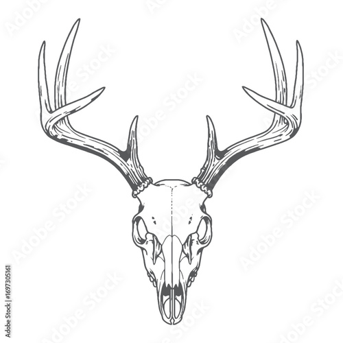 Striking black and white silhouette of a deer skull with antlers on a clean background