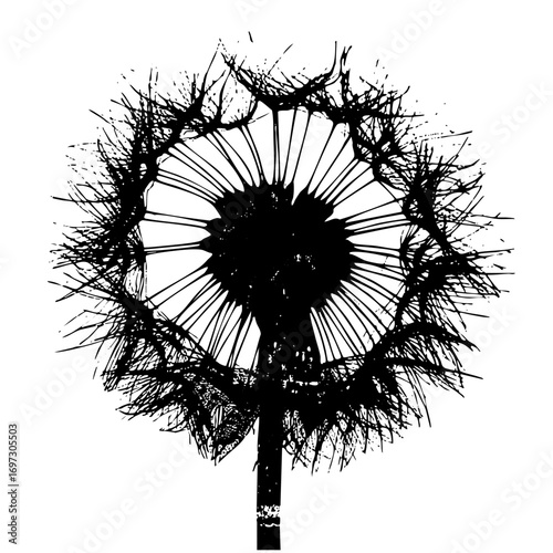 Vector Detailed dandelion seed head in monochrome style.