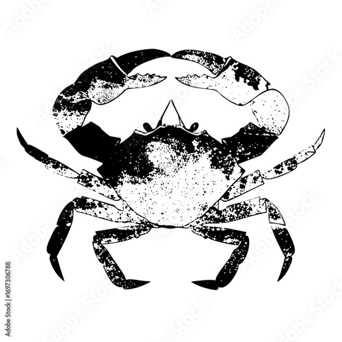 Vector Detailed black and white of a crab with textured .