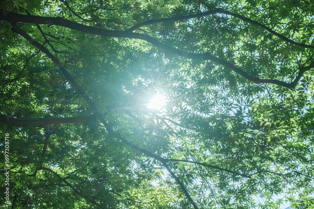 Obraz premium 春、初夏、夏の晴天の森の木とさわやかな新緑の葉に太陽の強い日差しと木漏れ日 レンズフレアと七色のゴースト 夏休み・ゴールデンウィーク・観光・旅行・アウトドア・洗濯のイメージ背景