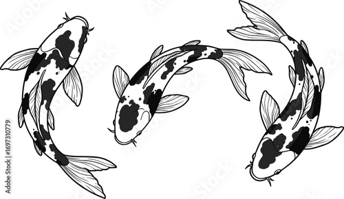 Three koi fish swimming in circle, black and white detailed illustration, Japanese ornamental fish, aquatic life, water garden vector art