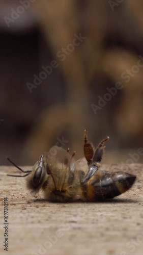 Bee disease. Pathogen outbreak. Beekeeping. Honey bees
