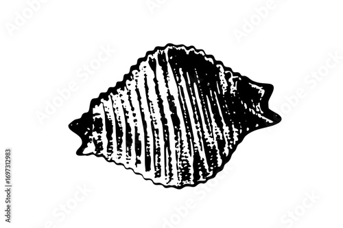 Vector Detailed black of a scallop .
