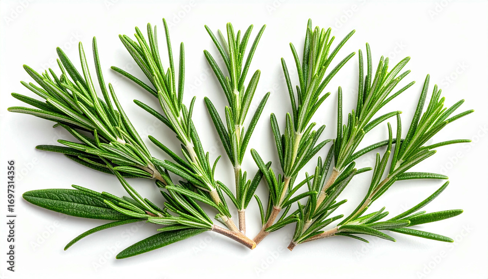 Fototapeta premium Close-up view of fresh rosemary sprigs arranged on a white surface.