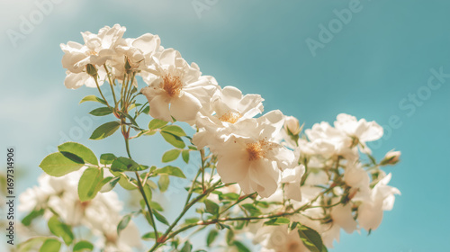 Close-up of white bush roses in full bloom against a soft blue sky, embodying spring garden beauty.