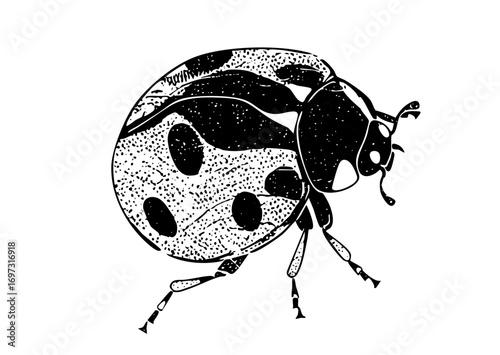 Vector Detailed black and white of a spotted ladybug.