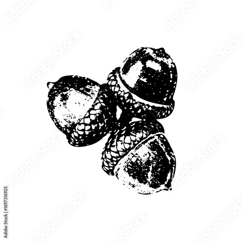 Vector Detailed of three acorns with textured caps.