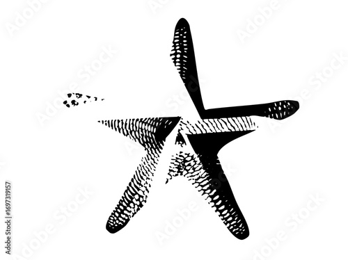 Vector Stylized starfish with textured arms and central disc.