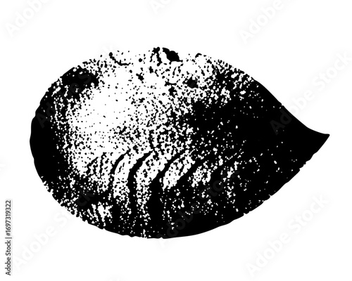 Vector Detailed of a black mussel with textured surface.