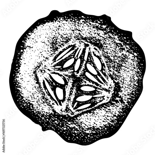 Vector Sliced tomato reveals internal seed structure.