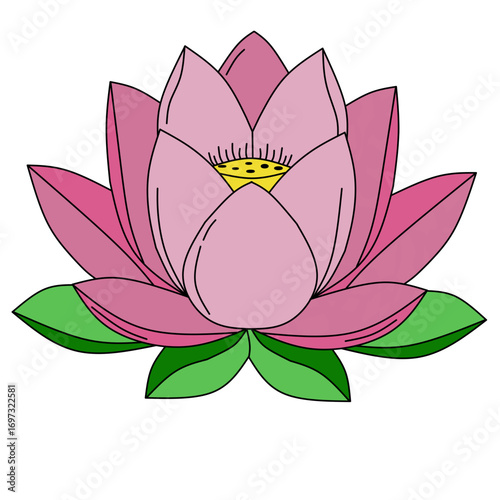 close up pink lotus flower
