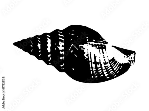 Vector Detailed black and white of a marine .