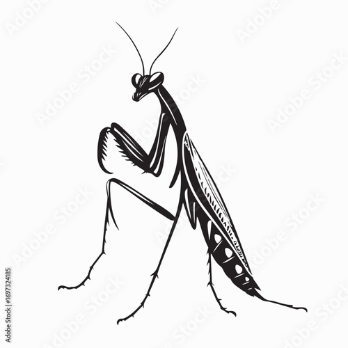 Praying Mantis Vector Illustration on White Background 