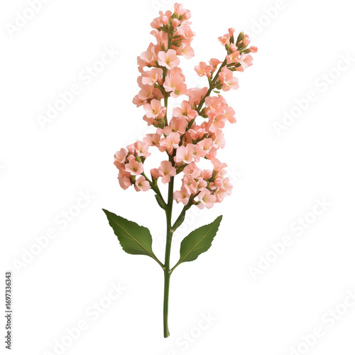 Beautiful watercolor painting of delicate pink stock flower bloom on transparent background