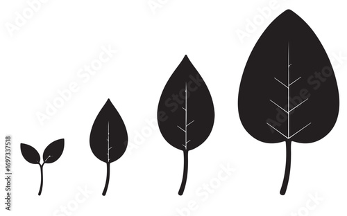 Progression of leaves showing growth stages from sprout to mature leaf in black and white style