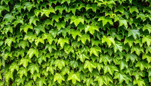 Lush green leaves densely cover a wall