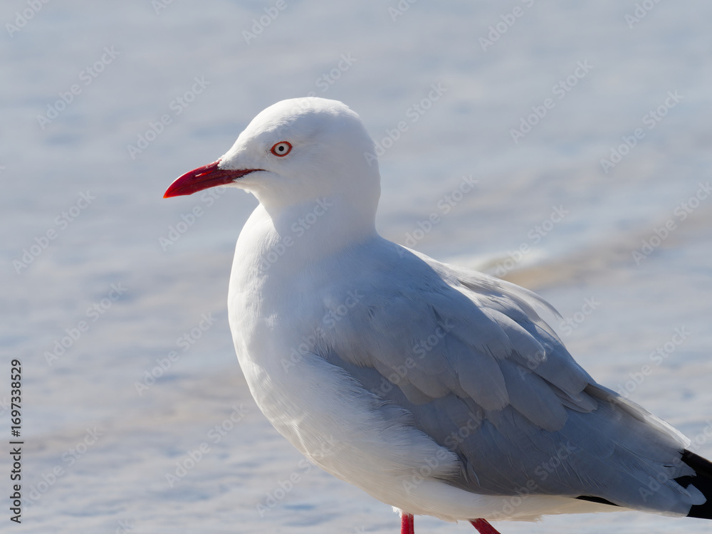 Fototapeta premium Silver Gull (Chroicocephalus novaehollandiae) on the sand with water in background at Nelson Bay Port Stephens New South Wales Australia