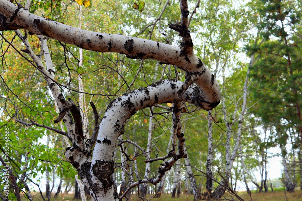 Fototapeta premium tree in the garden
