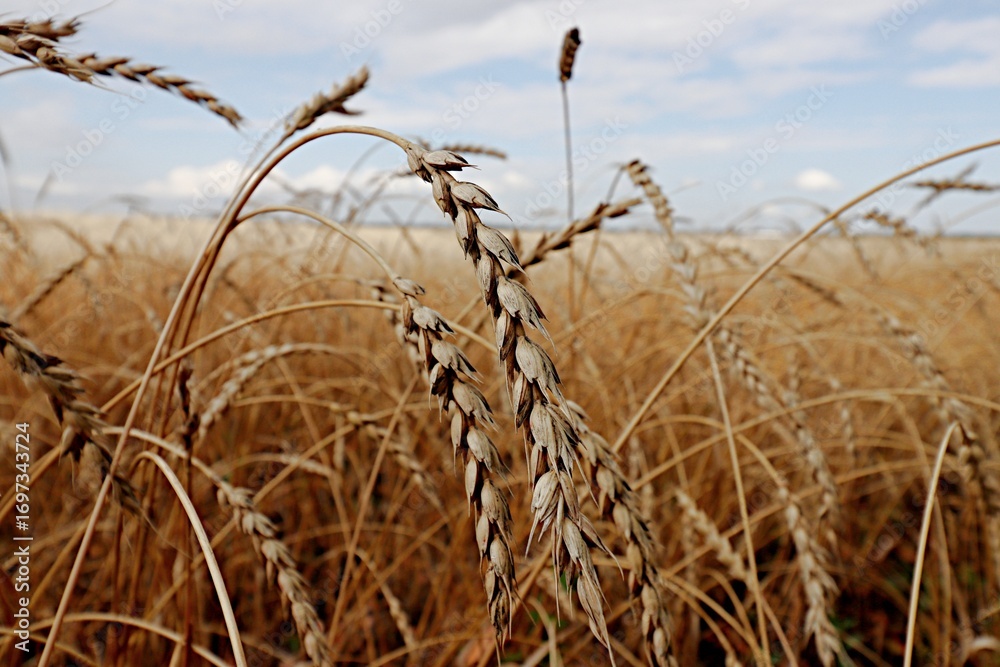 Obraz premium field of wheat