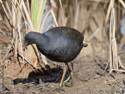 Dusky Moorhen (Gallinula tenebrosa) looking for food in wetland marshes with water in background
