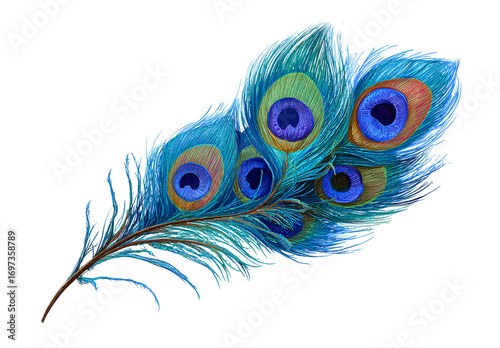 two peacock feather clip art images isolated on a transparent background..png