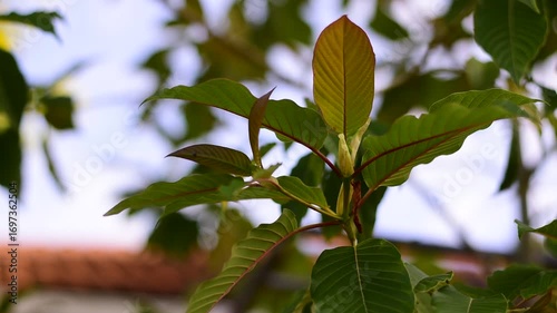 Mitragyna speciosa Korth (Kratom) flower on branch, Green leaf background with kratom tree and dark plant leaves Mitragyna Speciosa Korth medicinal plants wide-angle
