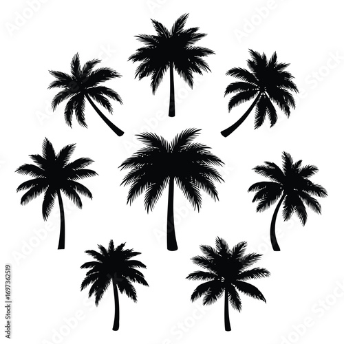 palm tree silhouette tropical nature plant