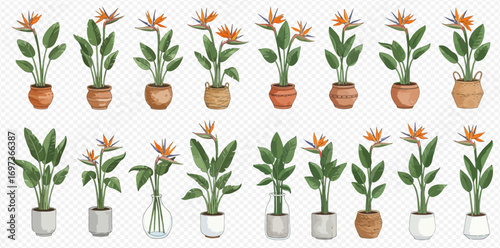 A watercolor collection of tropical Bird of Paradise plants and flowers in assorted decorative pots and vases.