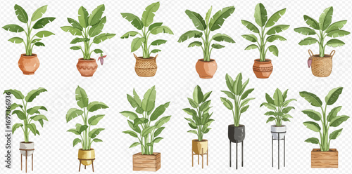 A collection of watercolor illustrated banana plants in various decorative pots and planters.