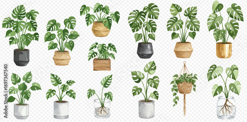 A collection of watercolor illustrations of Monstera deliciosa plants in various stylish pots and planters.