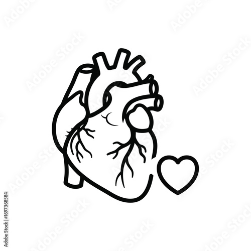 Anatomical heart illustration with a small heart shape beside it.