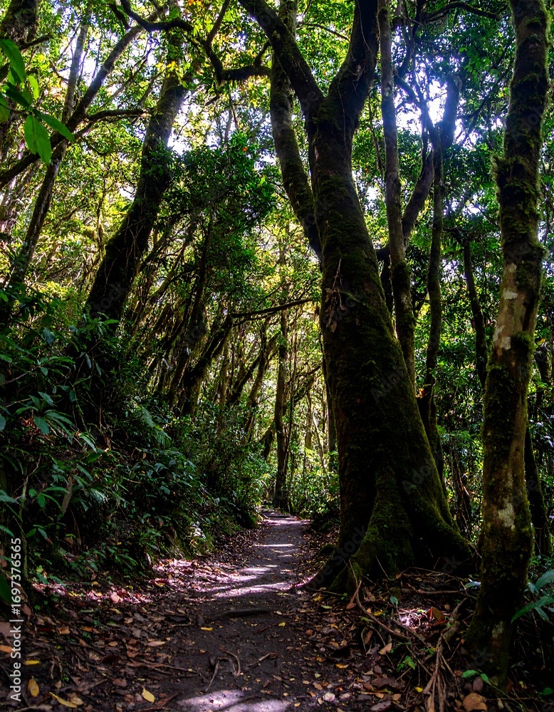 Fototapeta premium Lush forest path (2)