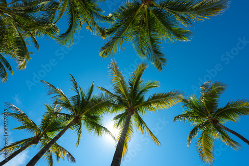 Wallpaper Mural Palm pattern. Nature tropical landscape. Summer coast view. Green palm tree on blue sky. Tropical paradise. Exotic background. Palm landscape. Tropics palm tree texture. Summer palms trees and sky. Torontodigital.ca