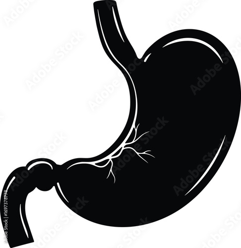 Human stomach anatomy silhouette vector illustration showing digestive system organ, gastric health concept, internal body structure isolated on white background design
